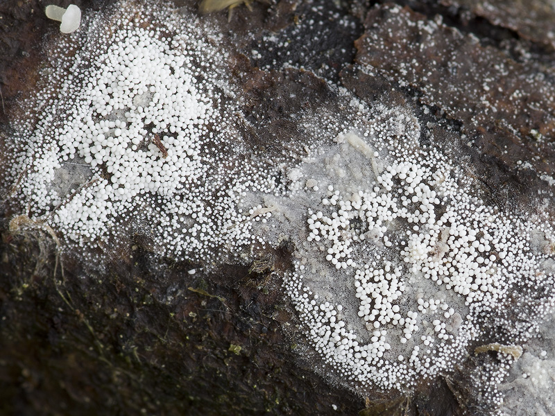 Bulbillomyces farinosus